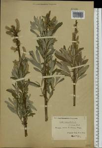 Salix viminalis L., Eastern Europe, Middle Volga region (E8) (Russia)