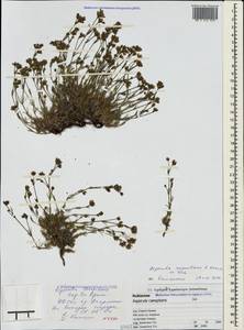 Asperula supina subsp. caespitans (Juz.) Pjatunina, Crimea (KRYM) (Russia)