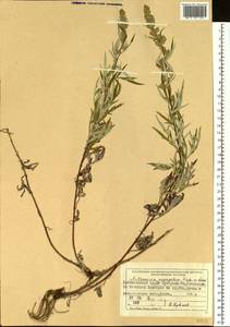 Artemisia mongolica (Fisch. ex Besser) Nakai, Siberia, Central Siberia (S3) (Russia)