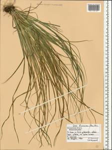 Carex brunnescens (Pers.) Poir., Eastern Europe, Central forest region (E5) (Russia)