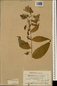 Campanula latifolia L., Caucasus, Armenia (K5) (Armenia)
