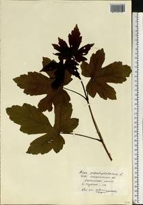 Acer pseudoplatanus L., Eastern Europe, West Ukrainian region (E13) (Ukraine)