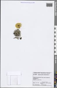 Oreomecon leucotricha (Tolm.) Krivenko, Siberia, Central Siberia (S3) (Russia)