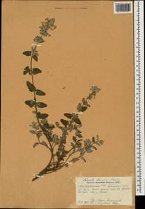 Nepeta racemosa subsp. racemosa, Caucasus, Azerbaijan (K6) (Azerbaijan)