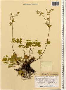 Potentilla thuringiaca Bernh. ex Link, Caucasus, North Ossetia, Ingushetia & Chechnya (K1c) (Russia)