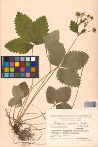 Fragaria moschata Duchesne, Eastern Europe, Moscow region (E4a) (Russia)