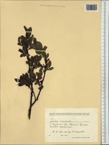 Salix myrsinites L., Western Europe (EUR) (Norway)