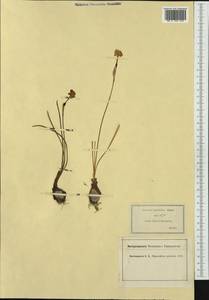 Narcissus assoanus Dufour ex Schult. & Schult.f., Western Europe (EUR) (France)