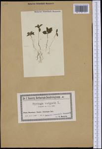 Syringa vulgaris L., Western Europe (EUR) (Poland)