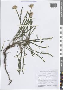 Genista sagittalis L., Western Europe (EUR) (Spain)