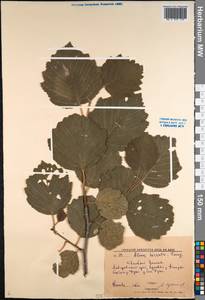 Alnus hirsuta (Spach) Rupr., Siberia, Russian Far East (S6) (Russia)