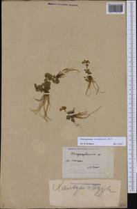Chrysosplenium sinicum Maxim., South Asia, South Asia (Asia outside ex-Soviet states and Mongolia) (ASIA) (China)