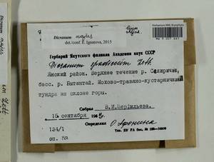 Dicranum majus Turner, Bryophytes, Bryophytes - Yakutia (B19) (Russia)