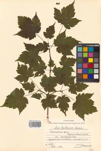 Acer barbinerve Maxim., Siberia, Russian Far East (S6) (Russia)