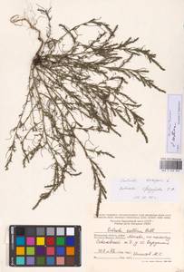 Salsola collina Pall., Eastern Europe, Moscow region (E4a) (Russia)