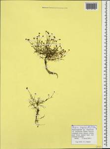 Sagina saginoides (L.) Karst., Caucasus, Krasnodar Krai & Adygea (K1a) (Russia)