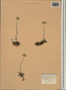 Antennaria caucasica Boriss., Caucasus, Krasnodar Krai & Adygea (K1a) (Russia)