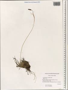 Carex cruenta Nees, South Asia, South Asia (Asia outside ex-Soviet states and Mongolia) (ASIA) (China)