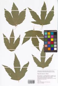 Filipendula ulmaria (L.) Maxim., Eastern Europe, Lower Volga region (E9) (Russia)