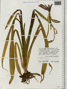 Hemerocallis fulva (L.) L., Eastern Europe, Lower Volga region (E9) (Russia)