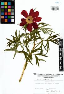 Paeonia anomala L., Siberia, Baikal & Transbaikal region (S4) (Russia)