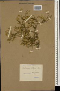 Centaurea diffusa Lam., Caucasus, Black Sea Shore (from Novorossiysk to Adler) (K3) (Russia)
