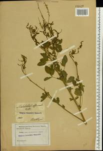 Melilotus officinalis (L.) Lam., Eastern Europe, South Ukrainian region (E12) (Ukraine)