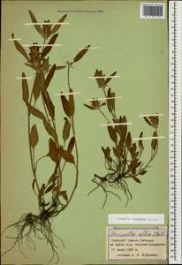 Prunella laciniata (L.) L., Caucasus, Stavropol Krai, Karachay-Cherkessia & Kabardino-Balkaria (K1b) (Russia)
