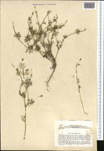 Adonis aestivalis subsp. aestivalis, Middle Asia, Kopet Dag, Badkhyz, Small & Great Balkhan (M1) (Turkmenistan)