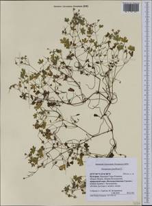 Geranium pusillum L., Western Europe (EUR) (Bulgaria)