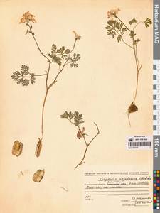 Corydalis magadanica A.P.Khokhr., Siberia, Chukotka & Kamchatka (S7) (Russia)