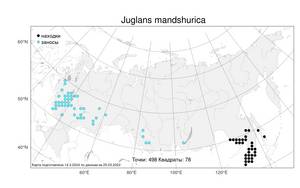 Juglans mandshurica Maxim., Atlas of the Russian Flora (FLORUS) (Russia)