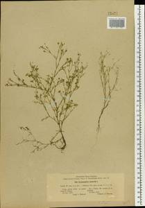 Psammophiliella muralis (L.) lkonn., Eastern Europe, North Ukrainian region (E11) (Ukraine)
