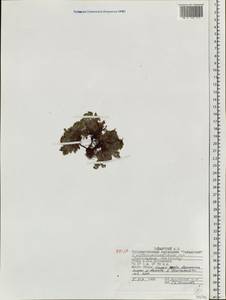 Eritrichium villosum (Ledeb.) Bunge, Siberia, Central Siberia (S3) (Russia)