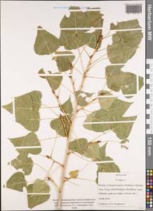 Populus nigra L., Eastern Europe, Lower Volga region (E9) (Russia)