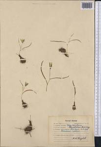 Tulipa dasystemon (Regel) Regel, Middle Asia, Western Tian Shan & Karatau (M3) (Kazakhstan)