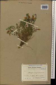Astragalus sanguinolentus Bieb., Caucasus, Armenia (K5) (Armenia)