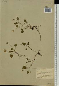 Viola canina L., Eastern Europe, Belarus (E3a) (Belarus)