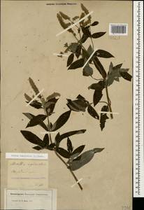Mentha longifolia (L.) L., Caucasus, Georgia (K4) (Georgia)