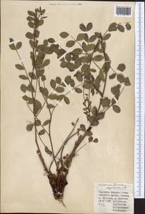 Hedysarum flavescens Regel & Schmalh., Middle Asia, Pamir & Pamiro-Alai (M2) (Kyrgyzstan)