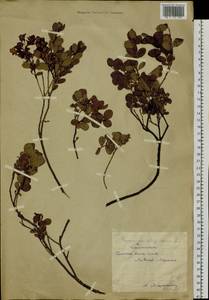 Vaccinium uliginosum L., Siberia, Chukotka & Kamchatka (S7) (Russia)