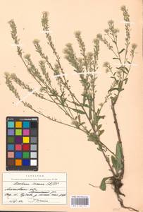 Berteroa incana (L.) DC., Eastern Europe, Moscow region (E4a) (Russia)