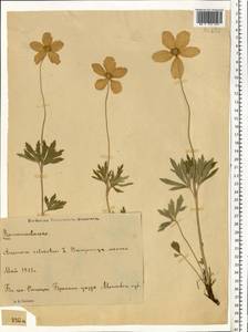 Anemone sylvestris L., Eastern Europe, Moscow region (E4a) (Russia)