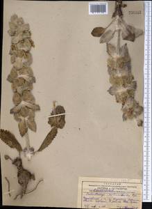 Phlomoides molucelloides (Bunge) Salmaki, Middle Asia, Western Tian Shan & Karatau (M3) (Kazakhstan)