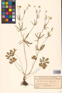 Ranunculus auricomus L., Eastern Europe, Moscow region (E4a) (Russia)