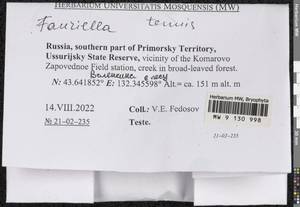 Fauriella tenuis (Mitt.) Cardot, Bryophytes, Bryophytes - Russian Far East (excl. Chukotka & Kamchatka) (B20) (Russia)