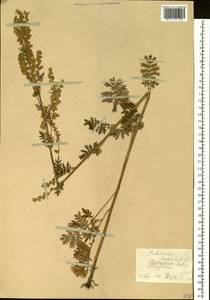 Artemisia tanacetifolia L., Siberia, Baikal & Transbaikal region (S4) (Russia)