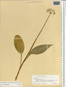 Allium ursinum L., Eastern Europe, Moscow region (E4a) (Russia)