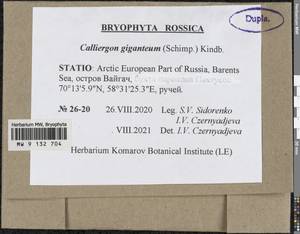 Calliergon giganteum (Schimp.) Kindb., Bryophytes, Bryophytes - European North East (B7) (Russia)