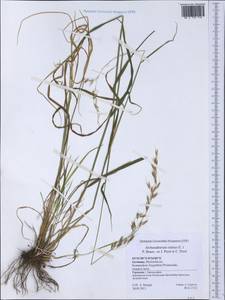 Arrhenatherum elatius (L.) P.Beauv. ex J.Presl & C.Presl., Western Europe (EUR) (Germany)